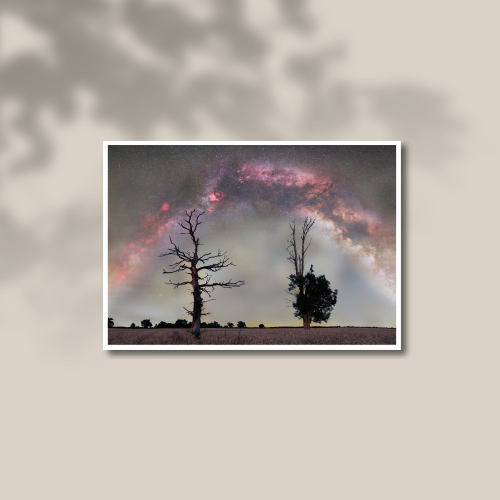 Le murmure des géants Tirage photo d'art d'une voie lactée au dessus de deux arbres à Sourniac « Le murmure des géants » imprimé sur papier baryté.