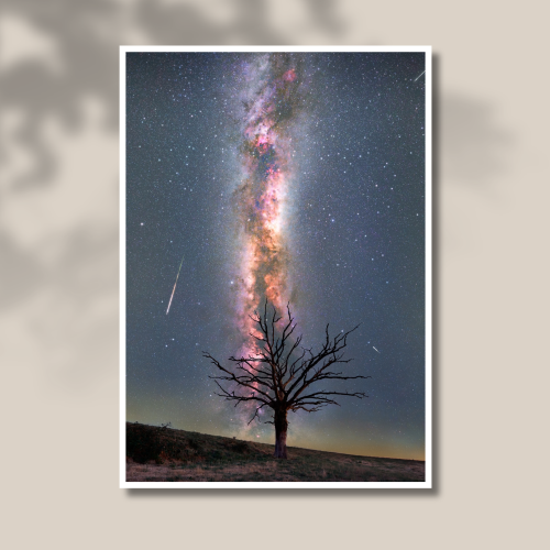 Tirage photo d'art d'un arbre mort à Saint-Martin-Valmeroux « Sage » imprimé sur papier baryté.